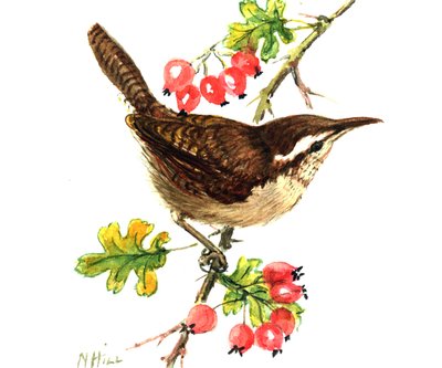 Wren and rosehips by Nell Hill